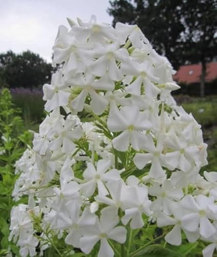 Phlox paniculata Pax - Hohe Flammenblume Pax Stückzahl Rabatt Einzelpreis