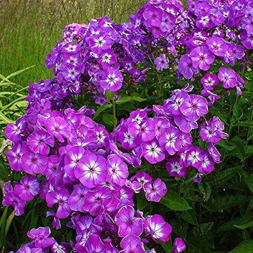 Bio Flammenblume 'Uspech' violett, Topf 11x11 cm, 3 Pflanzen
