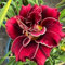 Taglilien zwiebeln,winterhart pflanze,Seltene Pflanze,Dekorative Blumen,taglilien mehrjährig Pflanze,Hemerocallis pflanzen,Taglilien rhizome Winterhart,Hemerocallis Knollen.-3zwiebeln-F