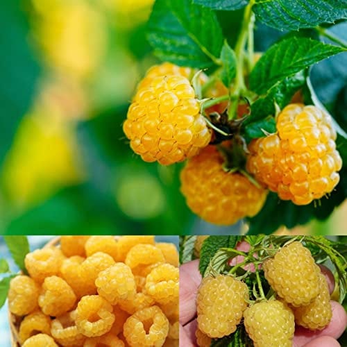 Carbeth Plants Raspberry Fallgold Fruit Plant in 12cm Pot - Golden Autumn Fruiting Rubus Bush for Garden or Patio - Produces Sweet Yellow Berries - Hardy & Easy to Grow in UK Gardens (REGULAR PACKAGE)