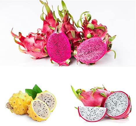 Drachenfrucht Samen Kaktus Pitahaya Obst Frisch Exotische Pflanzen Bio Saatgut Winterharte Pflanzen FüR Garten Frisches Obst Samen GewäChshaus Balkon Pflanzensamen 100 Drachenfrucht Saatgut