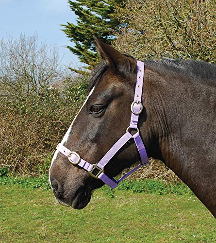 Rhinegold Ponystrick Tierhalsband Pony Größe, Nylon, Einstellbare Noseband und Messing-Stollen und Schnallen