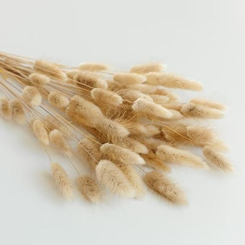 Lagurus Creme 120 Stück 65 cm | Trockenblumen | Klein Pampasgras | Dried Flowers | |Hochzeitsdeko| Trockenblumenstrauß | Weihnachtskranz | Kranz | Fotografie Deko | Vase Deko | (Braun)