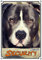 Petsigns Hundeschild American Pitbull Terrier - uv-beständiges Metallschild in Fotoqualität, DIN A3