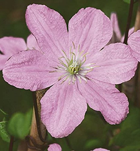 Waldrebe Comtesse de Bouchaud 40-60cm - Clematis