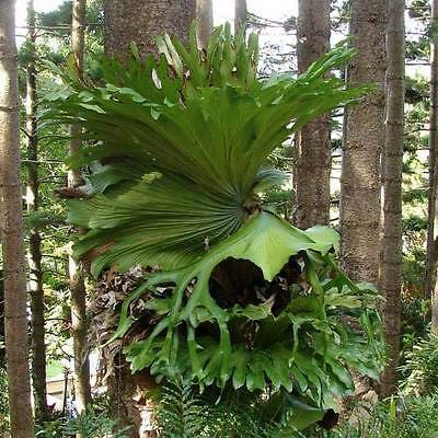 Bloom Green Co. 100 Pz Arcobaleno Fiore Platycerium wallichii Bonsai pianta Erbe Bonsai Per la casa giardino molto facile da coltivare: 6