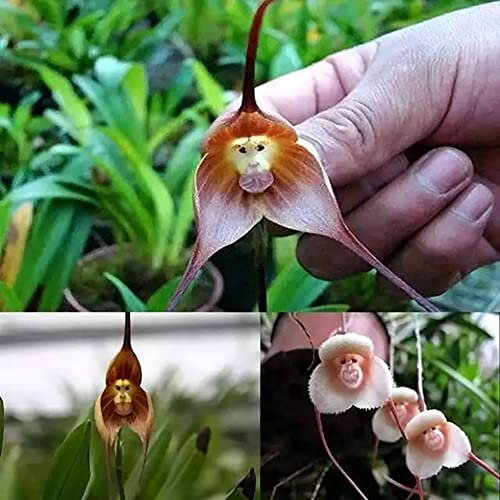 100Stück affen orchidee pflanze kaufen samen dracula simia monkey orchid Affengesicht Orchidee - Seltene Pflanzen serie - flowers wildblumensamen mix blumen bloom garten bonsai topf