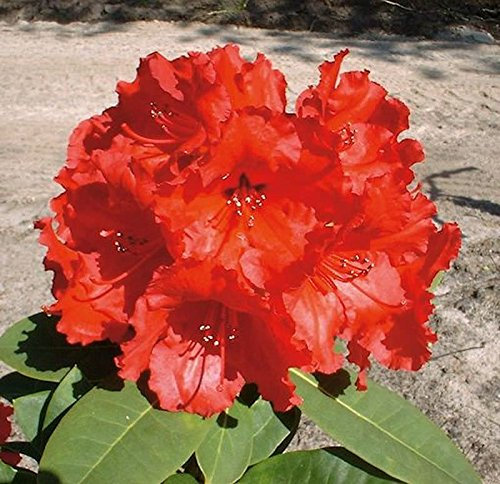Großblumige Rhododendron Red Jack 40-50cm - Alpenrose - lebende Gartenpflanze aus den Baumschulen