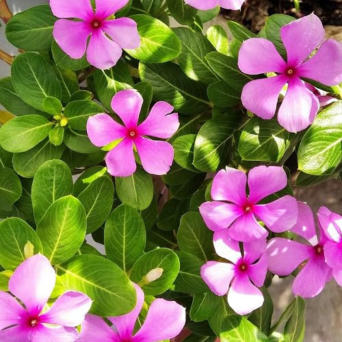 Nuovi semi di fiori di oleandro freschi 100 pezzi per piantare viola
