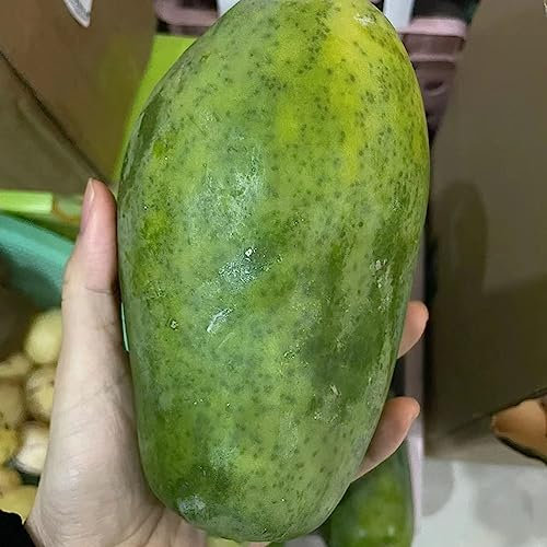 80 Pcs papaya samen zum pflanzen, balkonpflanzen winterhart mehrjährig, bonsai baum echt (Carica papaya) sapote frucht, winterharte pflanzen für garten topfblume pflanzen, bonsai baum