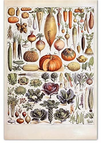Fopytu Vintage Vegetables Poster Prints Botanical Identification Reference Chart Wall Decor Kitchen Decorations