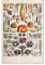 Fopytu Vintage Vegetables Poster Prints Botanical Identification Reference Chart Wall Decor Kitchen Decorations