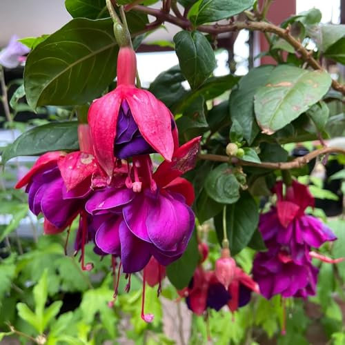 100 pcs fuchsien hängend samen, wildblumensamen, balkon fuchsien baum - Fuchsia hybrida - outdoor pflanzen, exotische pflanzen winterhart blumen für balkon, bio saatgut blumen balkon,