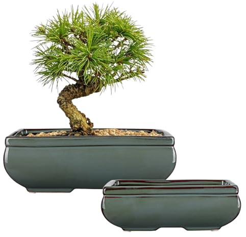 Oairse Set of 2 Bonsai Pots Shallow Succulent Planters for Live Bonsai Trees, 25.5cm+19cm Ceramic Plant Pot for Succulents Indoor with Drainage Hole, Outdoor Cactus Plant, Green Ceramic Flower Pot