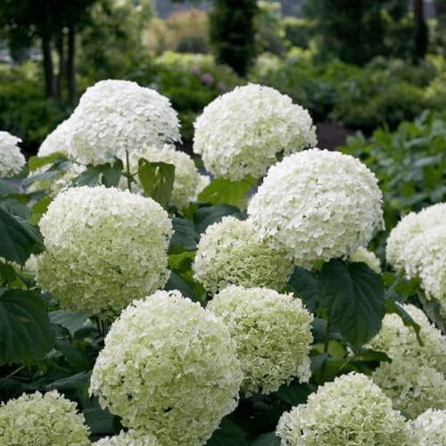 Hortensie Hydrangea arborescens 'Strong Annabelle' Staude Ø19 cm 30 cm