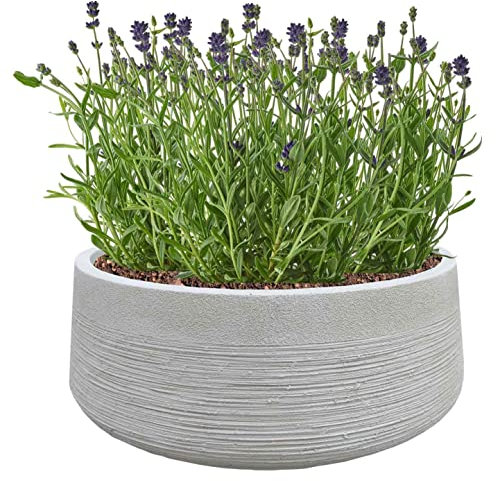 IDEALIST 17 Inch Large Garden Bowl Planter | Bonsai Pot with Drainage Holes | Ribbed Beige Reinforced Stone Succulent Plant Pot D44 H18 cm, with Inner Top D40 cm, 22 litres