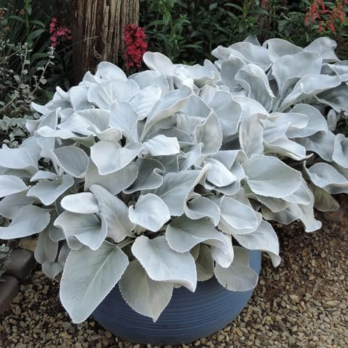 Carbeth Plants Senecio Candicans Angel Wings - Perennial Plant - 2 x 9cm Pot - Evergreen Outdoor Plants for All Year Round, Fully Grown - Unusual Hardy Garden