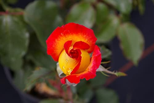 Edelrose Two Colours® - Rosa Two Colours® - Teehybride - gelb-rot - Duft++++