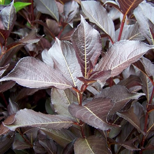 Rotlaubige Weigelie 'Alexandra'(s), 4er-Set, Topf 4 Liter