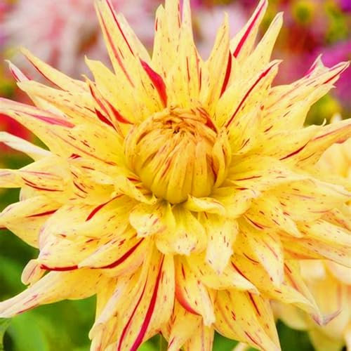 Dahlien zwiebeln,winterhart mehrjährig,dahlienknollen kaufen,dahlia bulbs,dahlie zwiebeln MehrjäHrig,dahlien knollen winterhart,Dahlien Knollen,dahlien knollen winterhart groß.-2zwiebeln-E