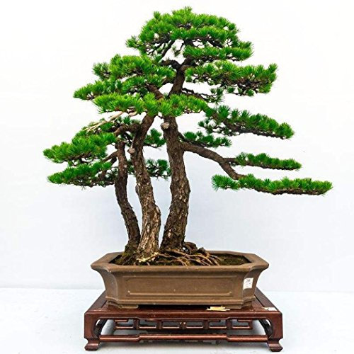 10 stücke/20 stücke Kiefer Samen Japanische Weiß Pine Samen Pinus Parviflora Grünpflanze Baum Bonsai Samen