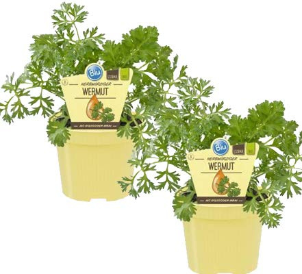 Bio Wermut (Artemisia absinthium), Kräuter Pflanzen aus nachhaltigem Anbau, (2 Pflanzen im Set)
