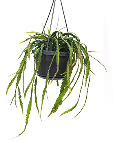 POWERS TO FLOWERS - RHIPSALIS LEPISMIUM CRUCIFORME BASKET, pianta vera