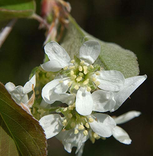 Säulen Felsenbirne 100-125cm - Amelanchier alnifolia - Gartenpflanze
