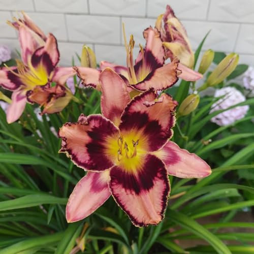 300 pcs Taglilien Kaufen Samen, gartenpflanzen winterhart mehrjährig Hemerocallis stauden winterhart mehrjährig, blumensamen gastgeschenk pflanzen für sonnige plätze, wildblumensamen