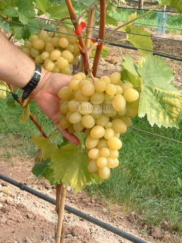 naturling Weintraube - kernarme helle BIO Tafeltraube Arkadia mit sehr großen Trauben & süß feinfruchtigem Aroma - einjährig veredelt