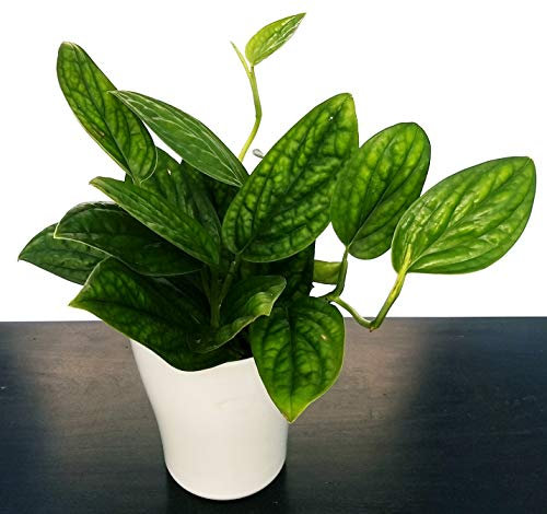POWERS TO FLOWERS - PHYLODENDRON MONSTERA, EPIPREMNUM PINNATUM IN VASO CERAMICA BIANCO, pianta vera