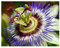 Passiflora incarnata - Passionsblume - 3 Samen