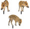 FeiliandaJJ Gartenstecker Wildschwein 3er Set Acryl Niedlich Schweine Gartenfigur zur Gartendekoration Gartenstecker Gartendeko für Hinterhöfe Gärten Rasen Outdoor Dekoration