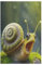 Puzzles Für Erwachsene, süße Schnecke Puzzles Für Erwachsene, 1000-teiliges Holzpuzzle, Geeignet Für Kinder Ab 12 Jahren, Die Pädagogische Puzzles Lernen （78×53cm）