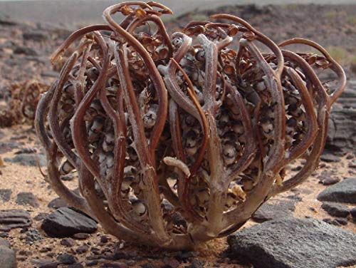 Portal Cool 10 Samen: Anastatica hierochuntica Samen er Echte Rose n Jericho Marys