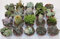 PCMOVILES 10 CACTUS NATURALES DIFERENTES EN MACETA DE 5CM