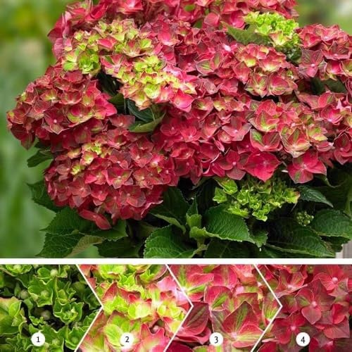 Plant Theory Ruby Tuesday Mophead Hydrangea Hydrangea Macrophylla Shrub Plant 2L Pot