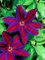 fresca 100pcs Clematis SEED per la semina blu rosso:Seeds