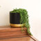 String of Pearls Succulent House Plant Senecio with a Trailing Habit and Unique Bead Like Foliage, 1 x Senecio Plant in a 9cm Pot + Decorative Pot Black & Gold by Thompson and Morgan
