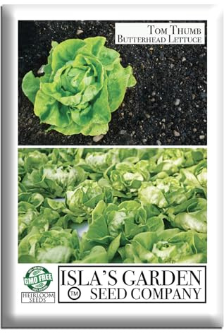 Tom Thumb Butterhead Lettuce Seeds (Lactuca sativa)– 1000+ Heirloom Non-GMO Seeds by Isla’s Garden Seeds, Compact Loose Leaf Variety, Ideal for Containers Raised Beds Small Spaces, Cool Season Harvest