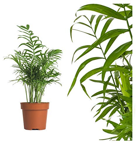 Interflowers echte Bergpalme mit Übertopf - ca. 50cm hoch Chamaedorea elegans luftreinigende Arecaceae Palme Zimmerpflanze topf Zimmerpflanzen deko wohnzimmer Naturprodukt (1, Bergpalme)