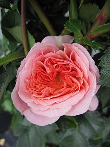 Kletterrose Pirouette® - Rosa Pirouette® - rosa-apricot - Duft++ - Poulsen-Rose