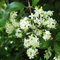 Pianta vera di Ligustrum japonicum - Diametro Vaso Ø 24 cm
