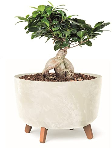 botle Blumentopf mit Füßen Pflanzkübel D 39 cm Cremig Kunststoff Töpfe mit Einsatz Beton Optik Übertöpfe Geldbaum Kakteen Gummibaum