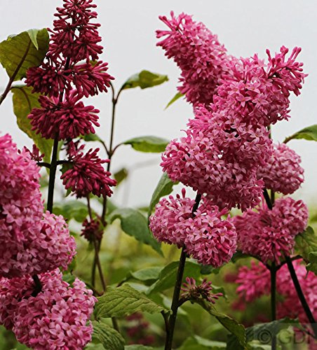 Edelflieder Miss Canada - Kircher-Collection 30-40cm - Syringa hyacinthiflora - lebende Gartenpflanze aus den Baumschulen