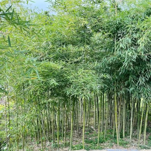300 Piezas Plantas de Bambú Semillas Resistentes - Invernadero Balcón, Fargesia spathacea, Plantas Decorativas Regalos Prácticos Plantas en Maceta Exterior Regalo de Agradecimiento