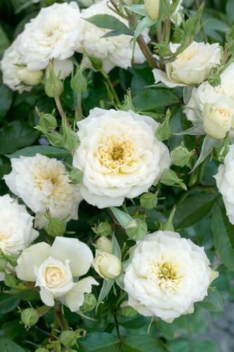 Rosa 'White Babyflor' - Weiße Beetrosen, Blütezeit Juni-Oktober, ideal für Rabatten, bienenfreundlich, pflegeleicht und winterhart