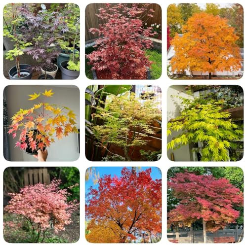 50 pcs Ahorn Samen - Ahorn Baum Samen, winterharte pflanzen für balkon, gartengeschenke Bonsai Samen Ahorn - balkonpflanzen, bonsai tree bio saatgut, samen zimmerpflanzen pflanzensamen