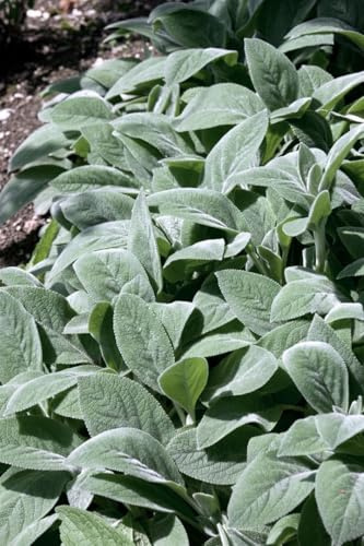 Stachys byzantina 'Cotton Boll' 9x9 cm Topf – Winterhart, Mehrjährig, Pflegeleicht – Wollziest – Bodendecker für Beet & Steingarten