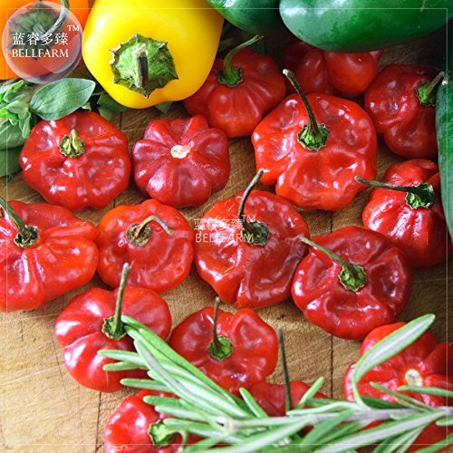 Farm Scotch Bonnet Rossi (Giallo) Hot Pepper semi di ortaggi, 15 Semi, 100% ritrovati Hot Chili giardino Della casa commestibile Bd201Hxt2